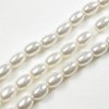 100 Stück Swarovski® Kristalle 5824 Crystal Rice Pearl 4mm, Crystal White Pearl