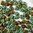 10g Beutel SuperDuo Duets Beads 2,5x5mm, Green Turquoise/Ivory Picasso