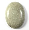 1 Stück Cabochon, Chrysantheme Stein / fossilen Korallen, 25x18mm, ca.9mm dick