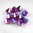 20 Stück Swarovski® Kristalle, 5328 Xilion Beads 6mm, Siam Shimmer 2x *208SHIM2